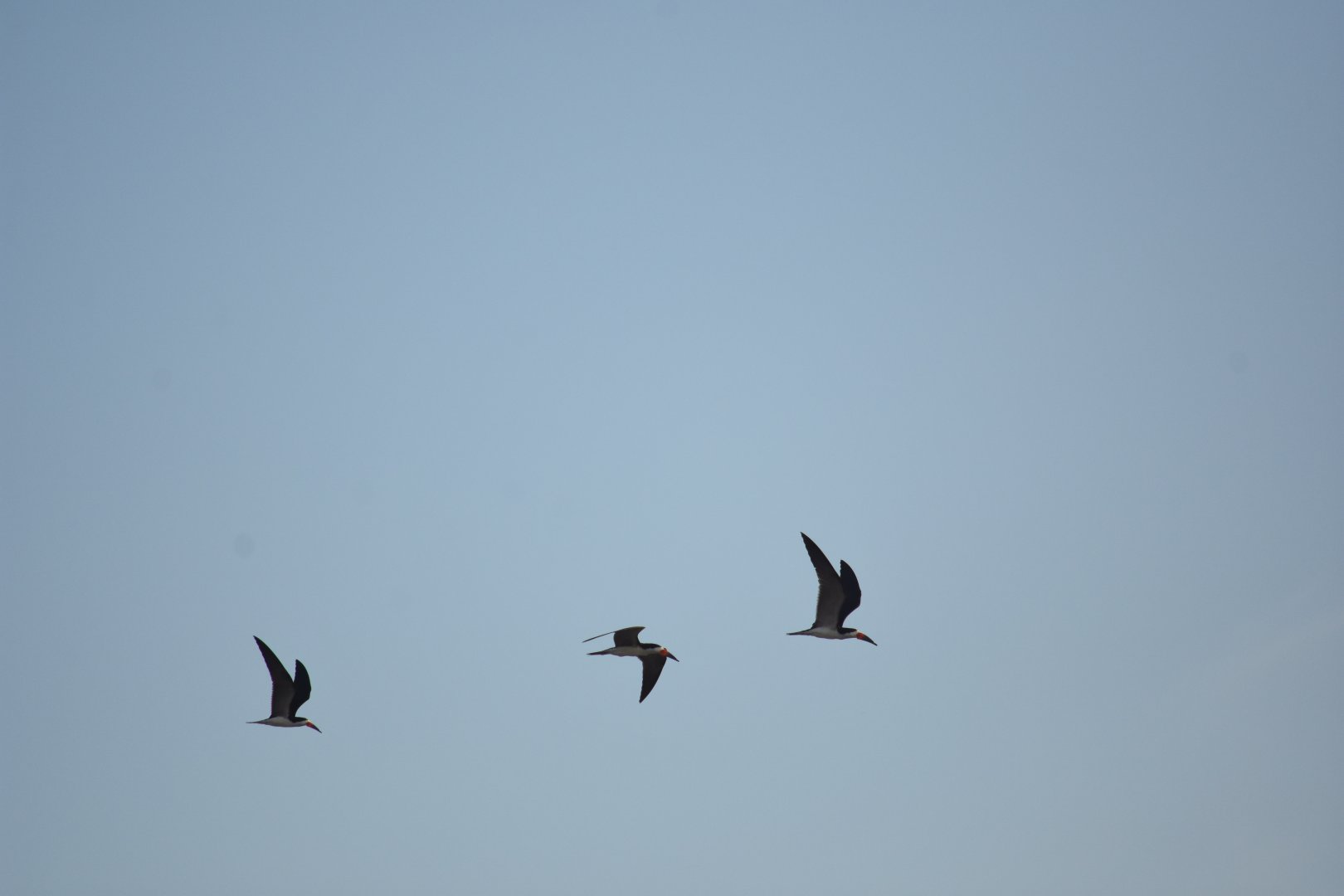 Black skimmer (Rynchops niger)