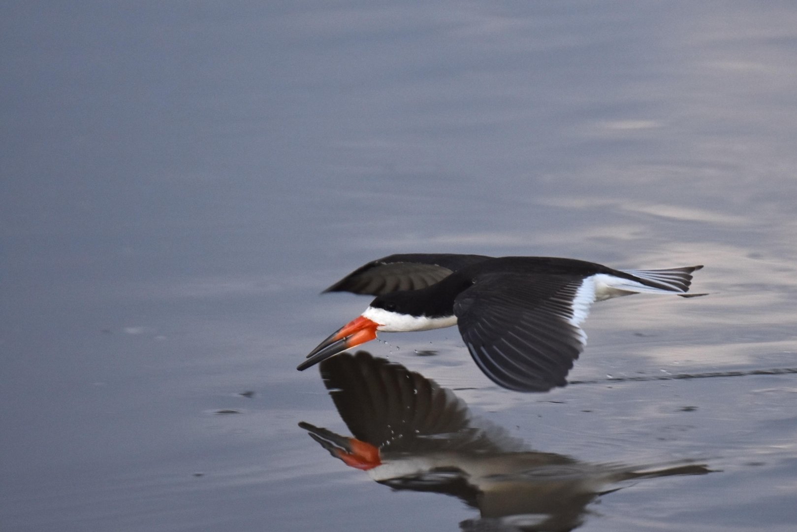 Black Skimmer (Rynchops niger)