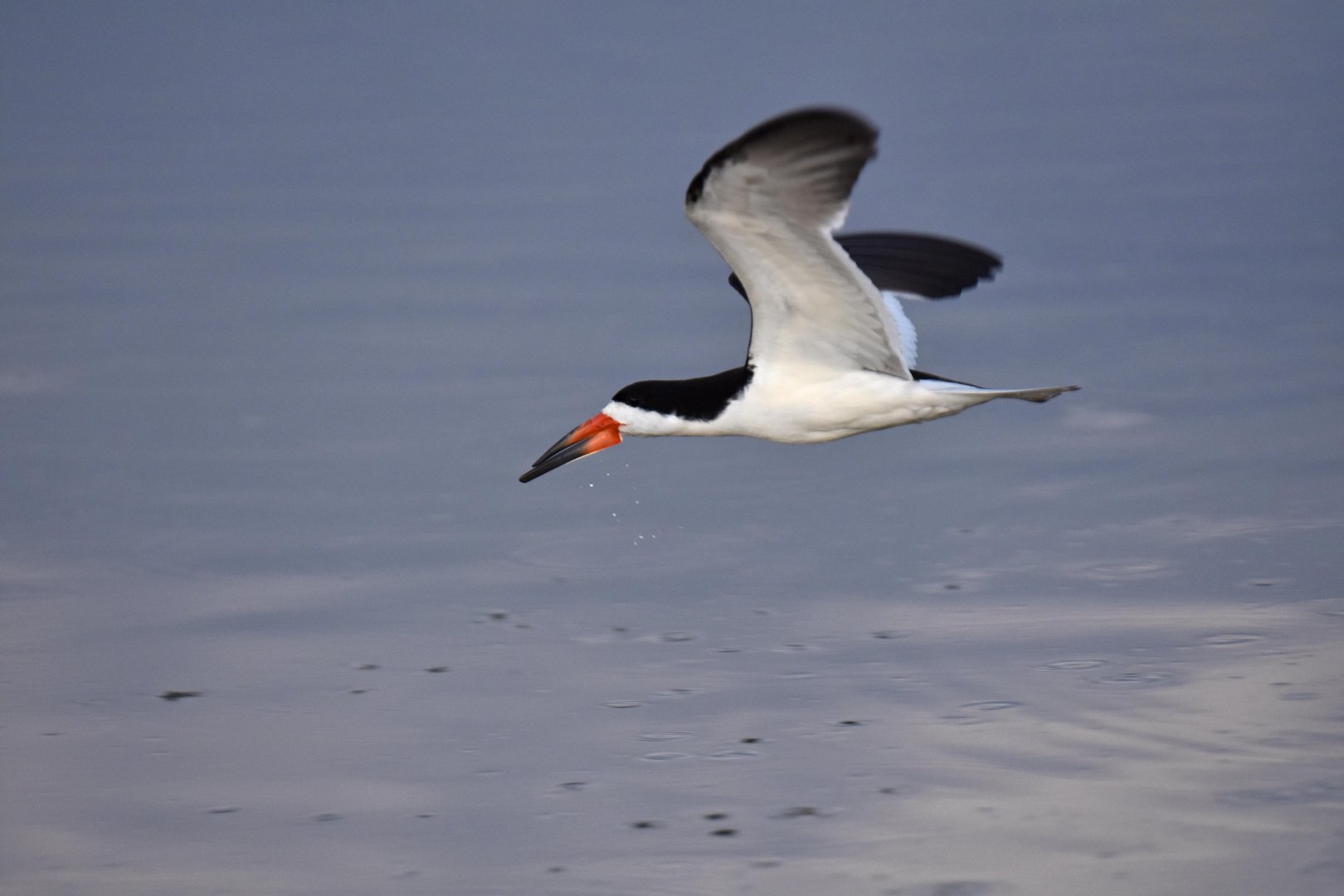 Black Skimmer (Rynchops niger)