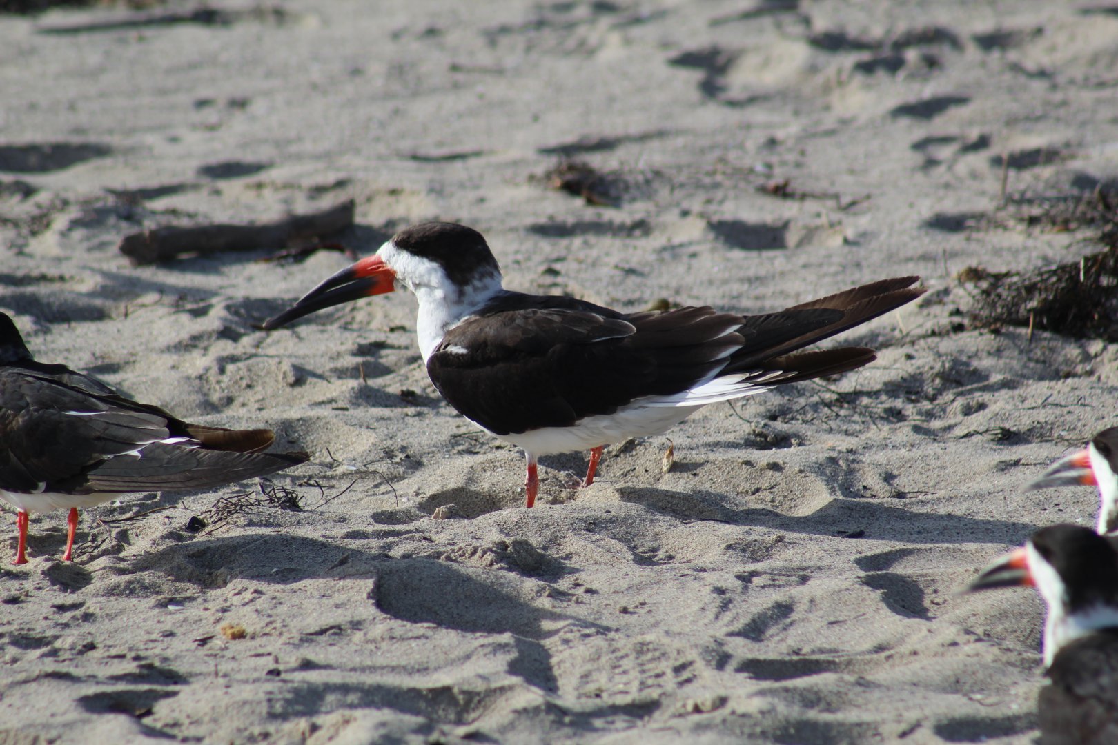 Black Skimmer