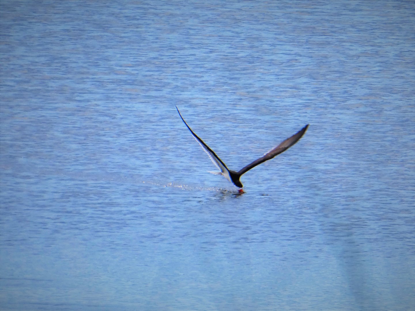 Black Skimmer