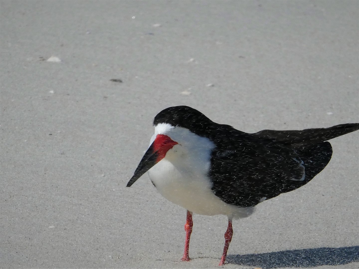 Black Skimmer
