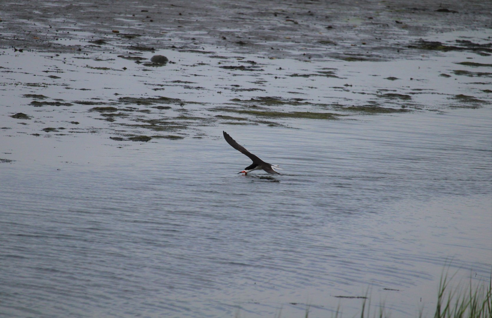 Black Skimmer