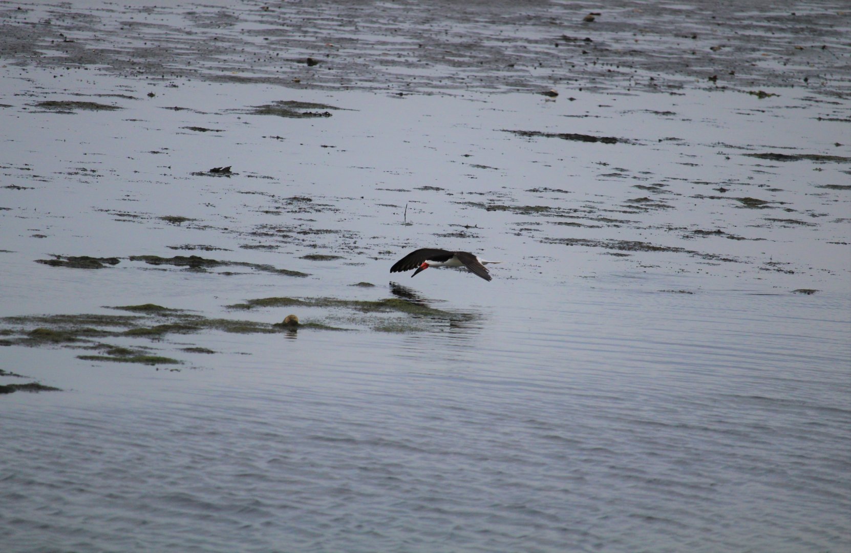 Black Skimmer