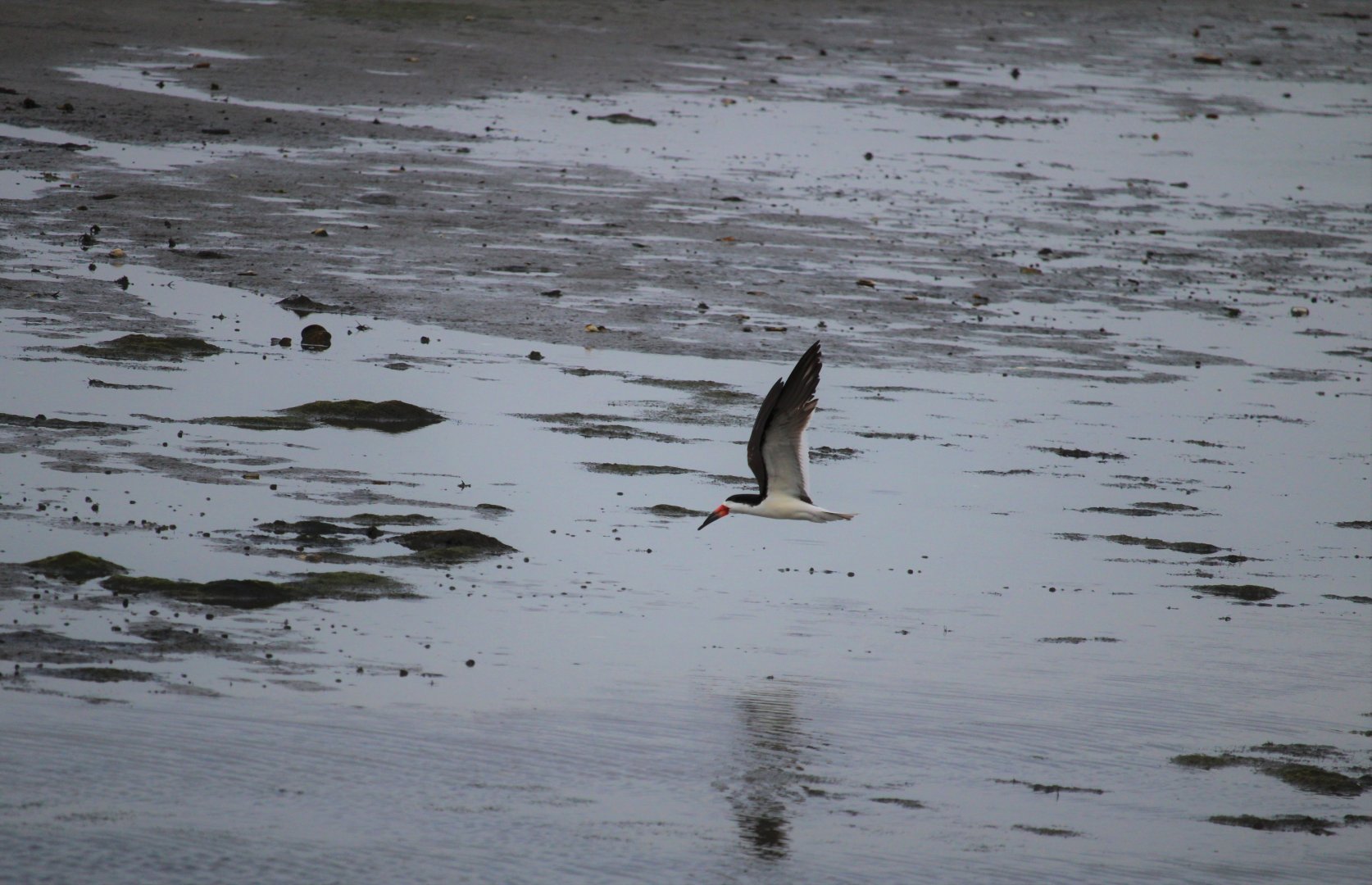Black Skimmer
