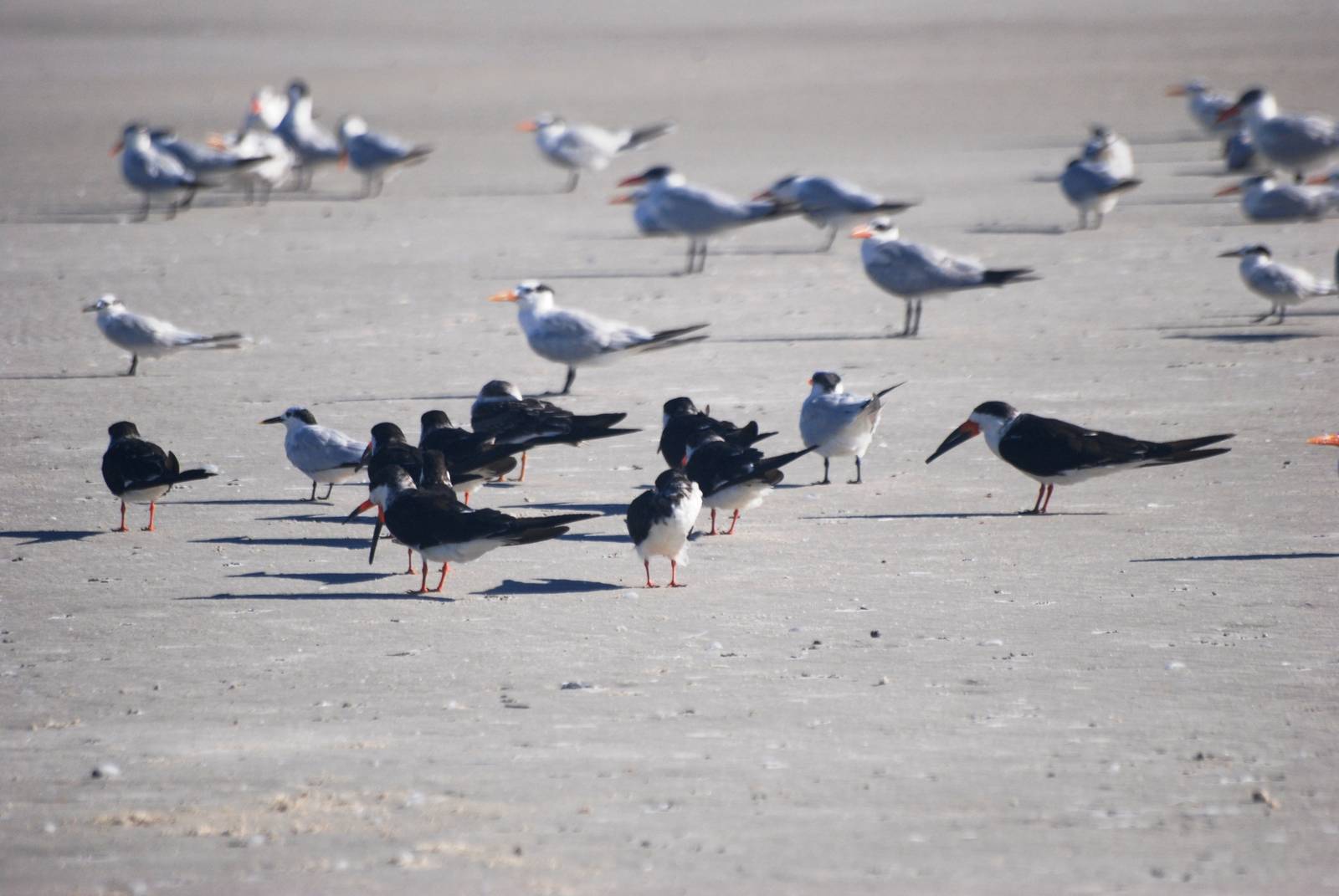 Black Skimmers and Terns, Huguenot Memorial Park, October 2013