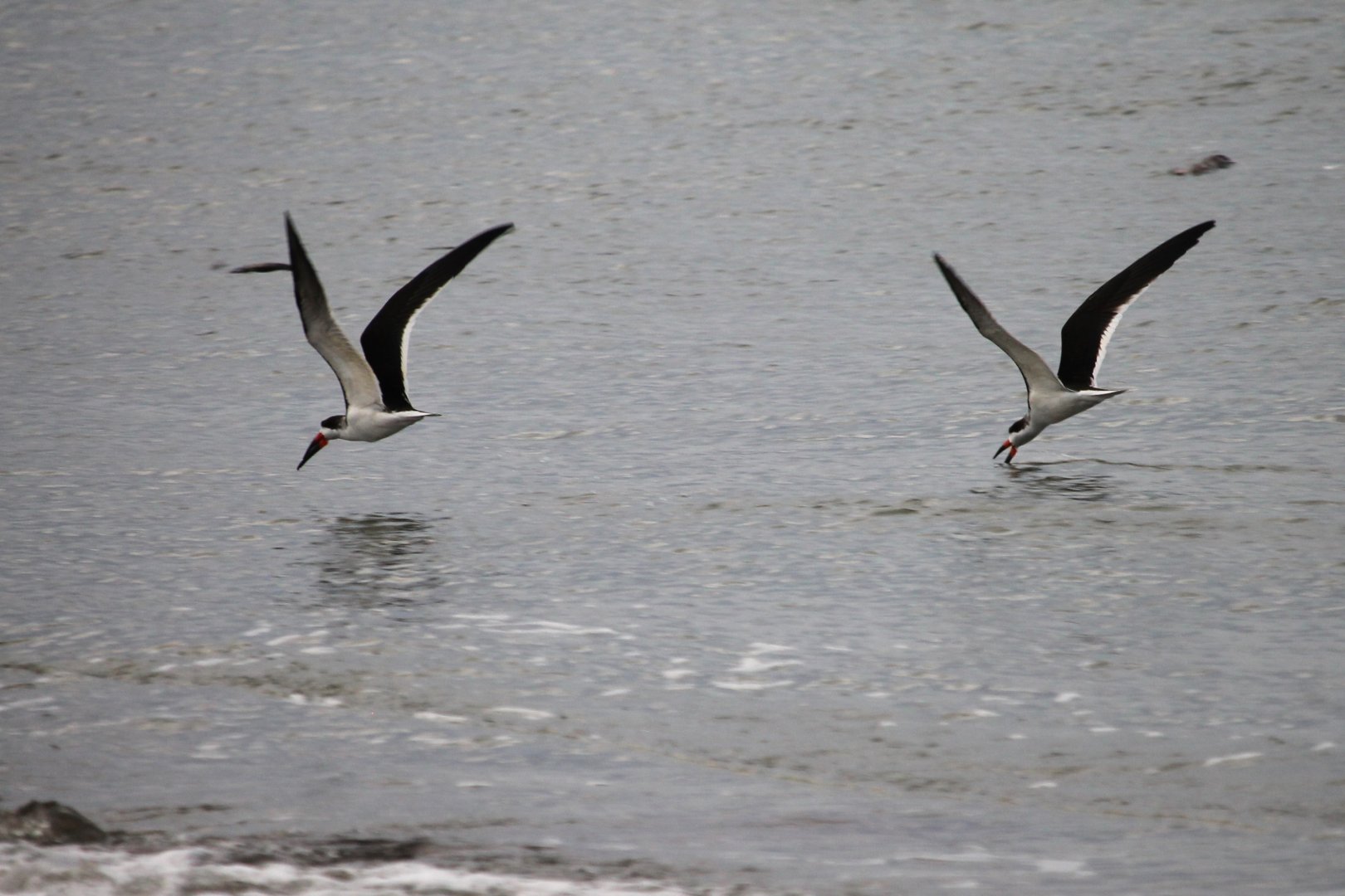 Black Skimmers (Rynchops niger)