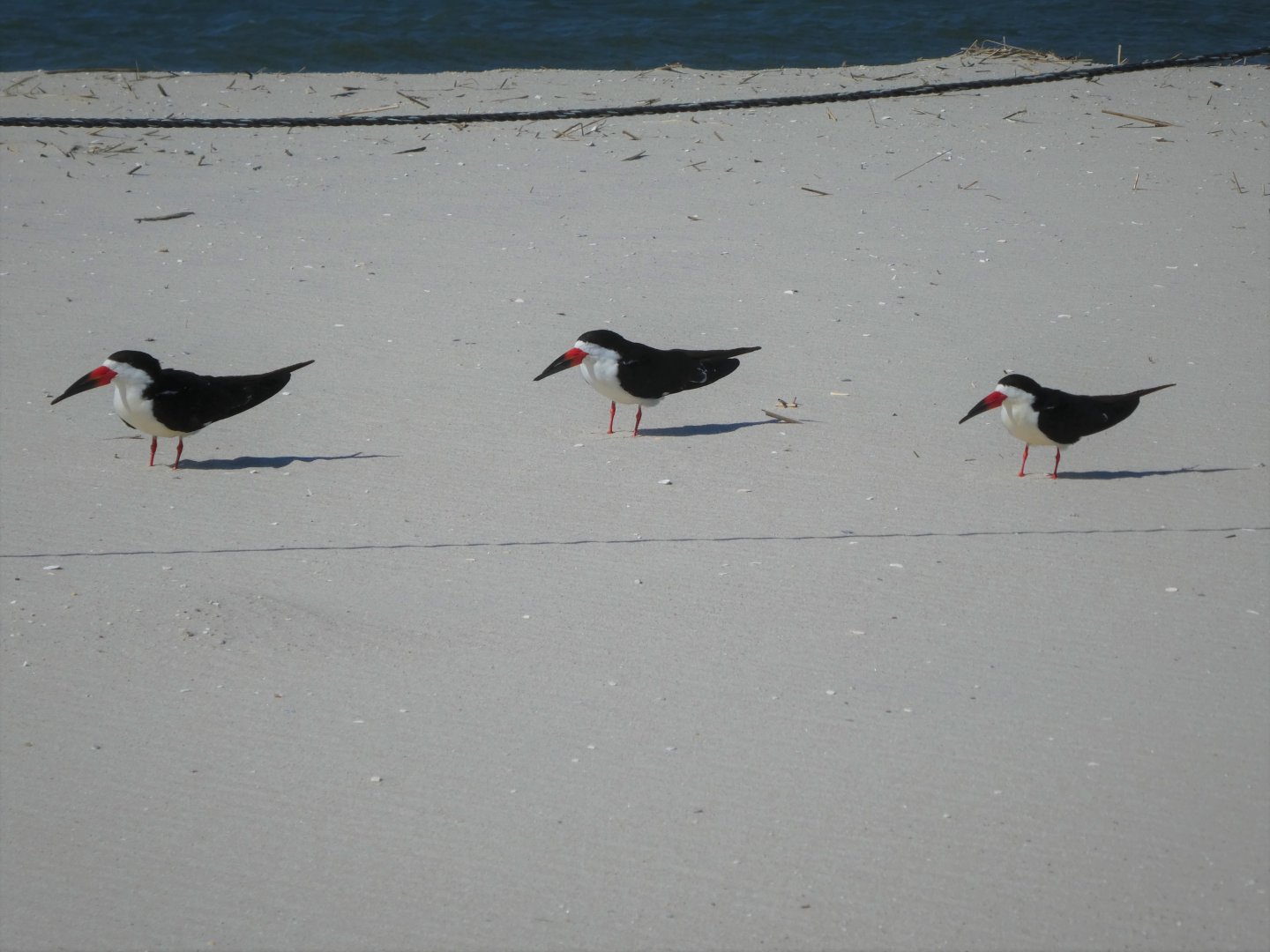 Black Skimmers