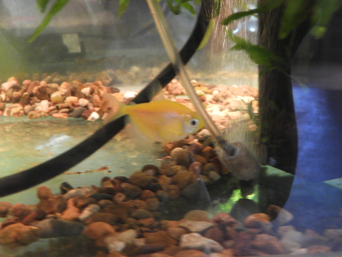 Black Skirt Tetra (Gymnocorymbus ternetzi)