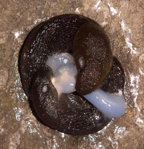 Black Slugs (Arion ater)