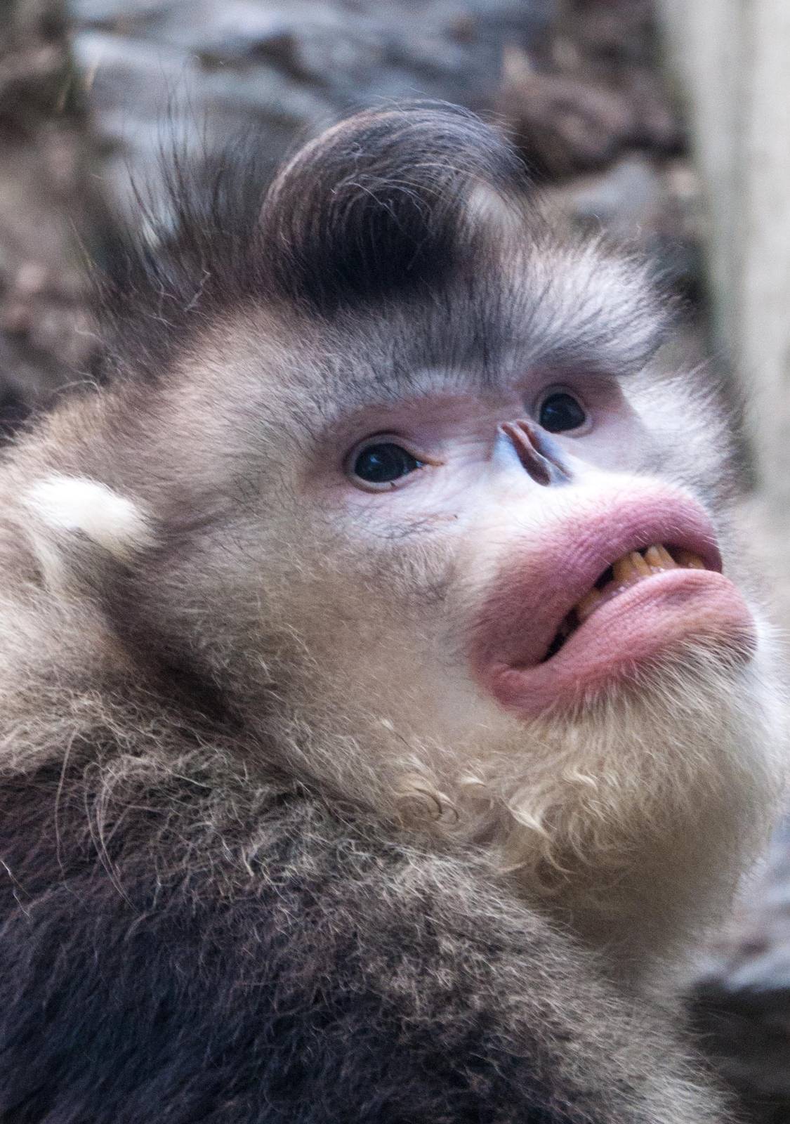 Black Snub Nose Monkey - Rhinopithecus bieti