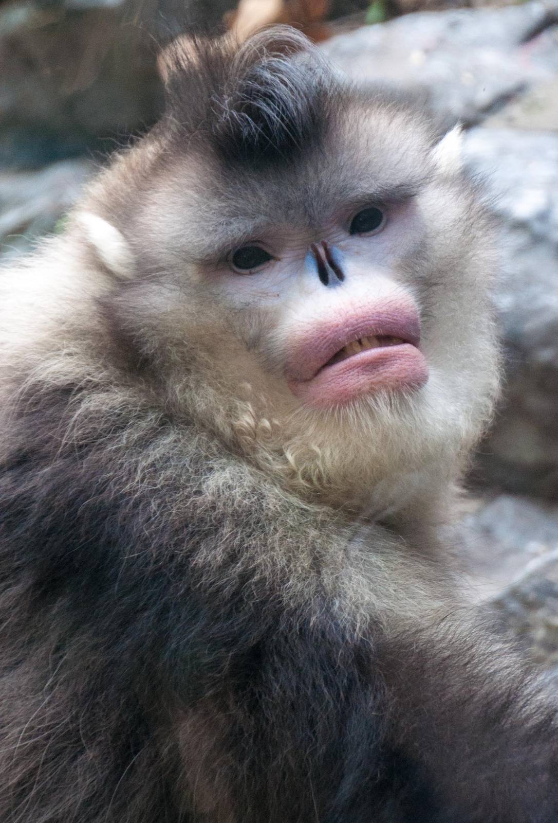 Black Snub Nose Monkey - Rhinopithecus bieti