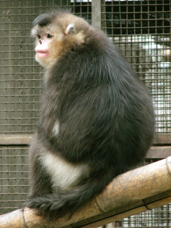 Black snub-nosed monkey / Rhinopithecus bieti (female with young)