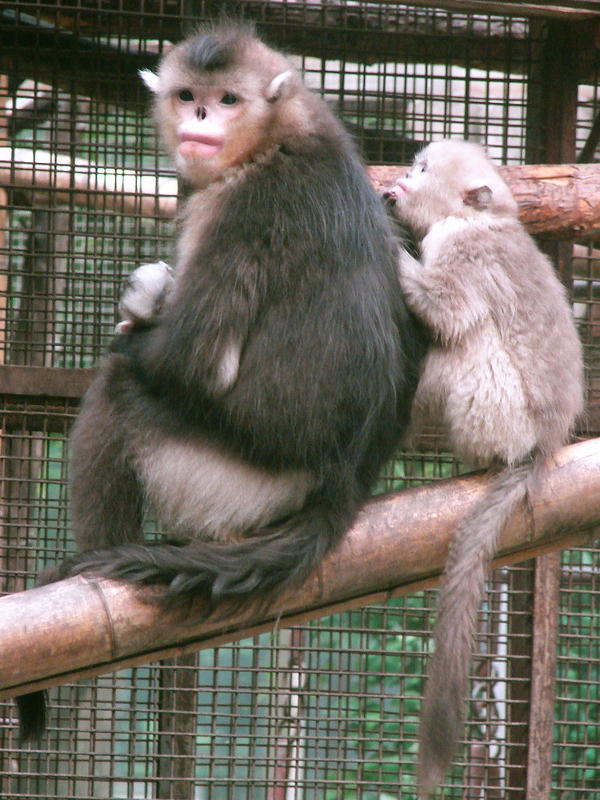 Black snub-nosed monkey / Rhinopithecus bieti (female with young)