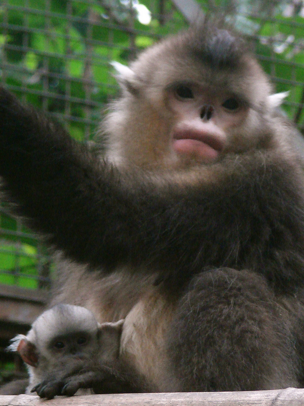 Black snub-nosed monkey / Rhinopithecus bieti (female with young)