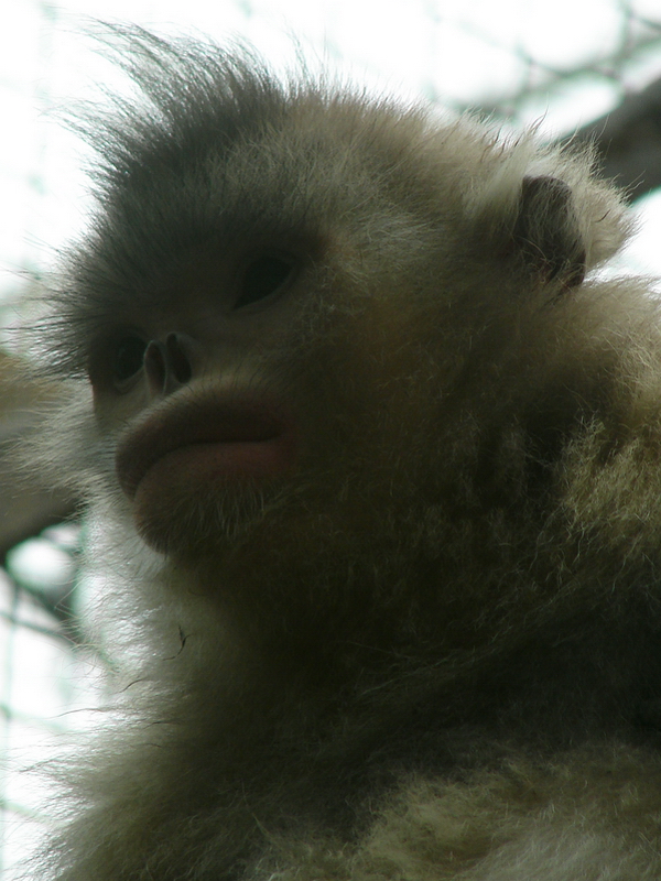 Black snub-nosed monkey / Rhinopithecus bieti (female)
