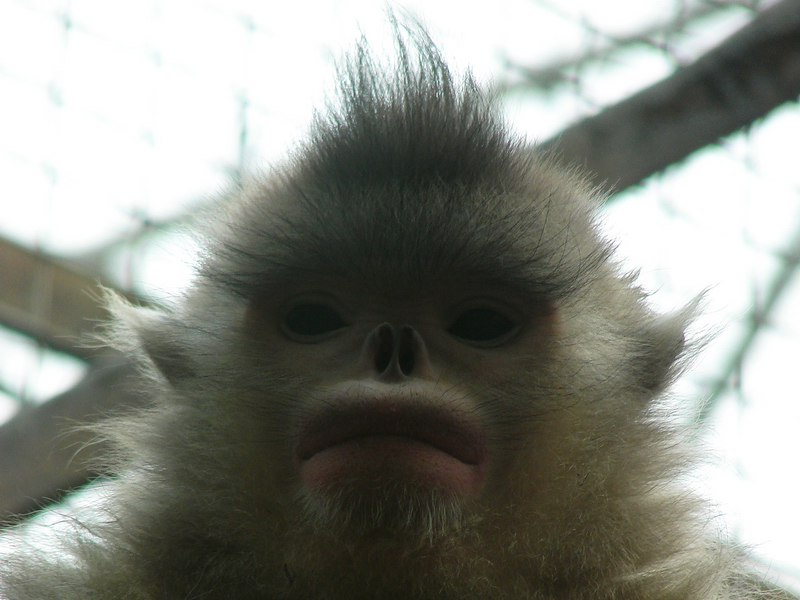 Black snub-nosed monkey / Rhinopithecus bieti (female)
