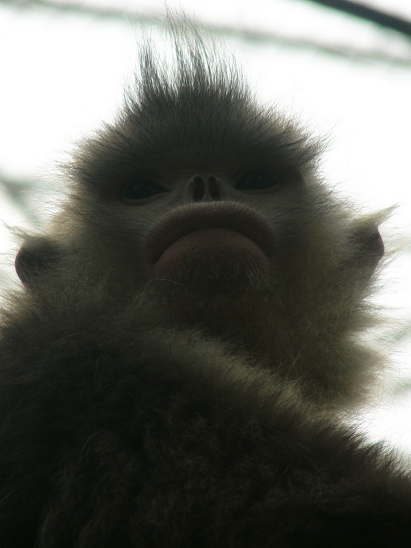 Black snub-nosed monkey / Rhinopithecus bieti (female)