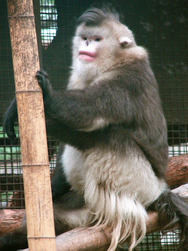 Black snub-nosed monkey / Rhinopithecus bieti (male)