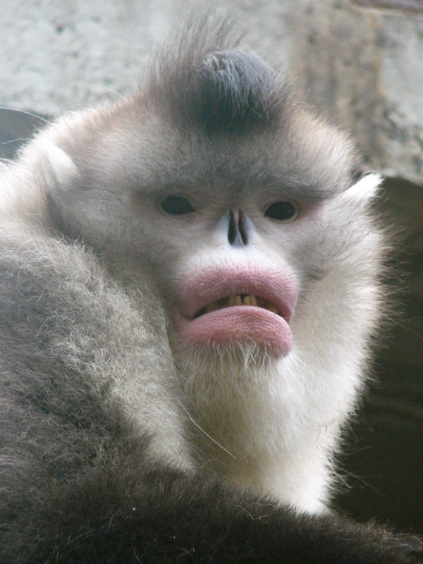 Black snub-nosed monkey / Rhinopithecus bieti (male)