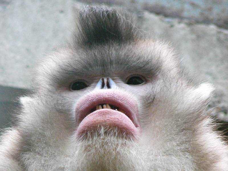 Black snub-nosed monkey / Rhinopithecus bieti  (male)