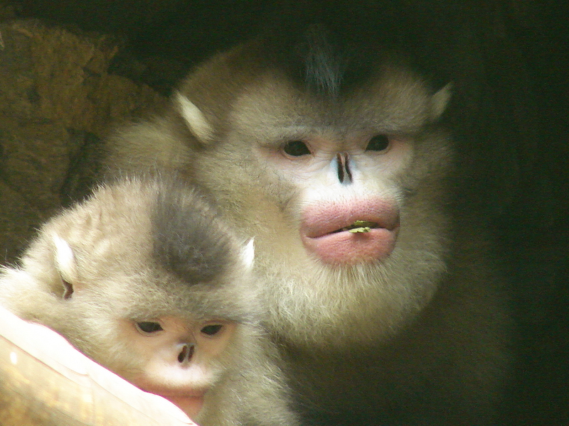 Black snub-nosed monkey / Rhinopithecus bieti (pair)