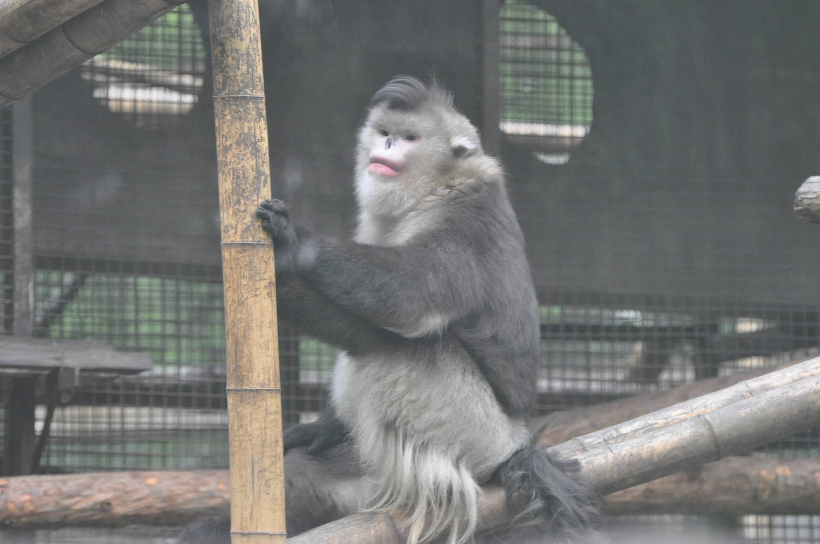 Black snub-nosed monkey/ Rhinopithecus bieti