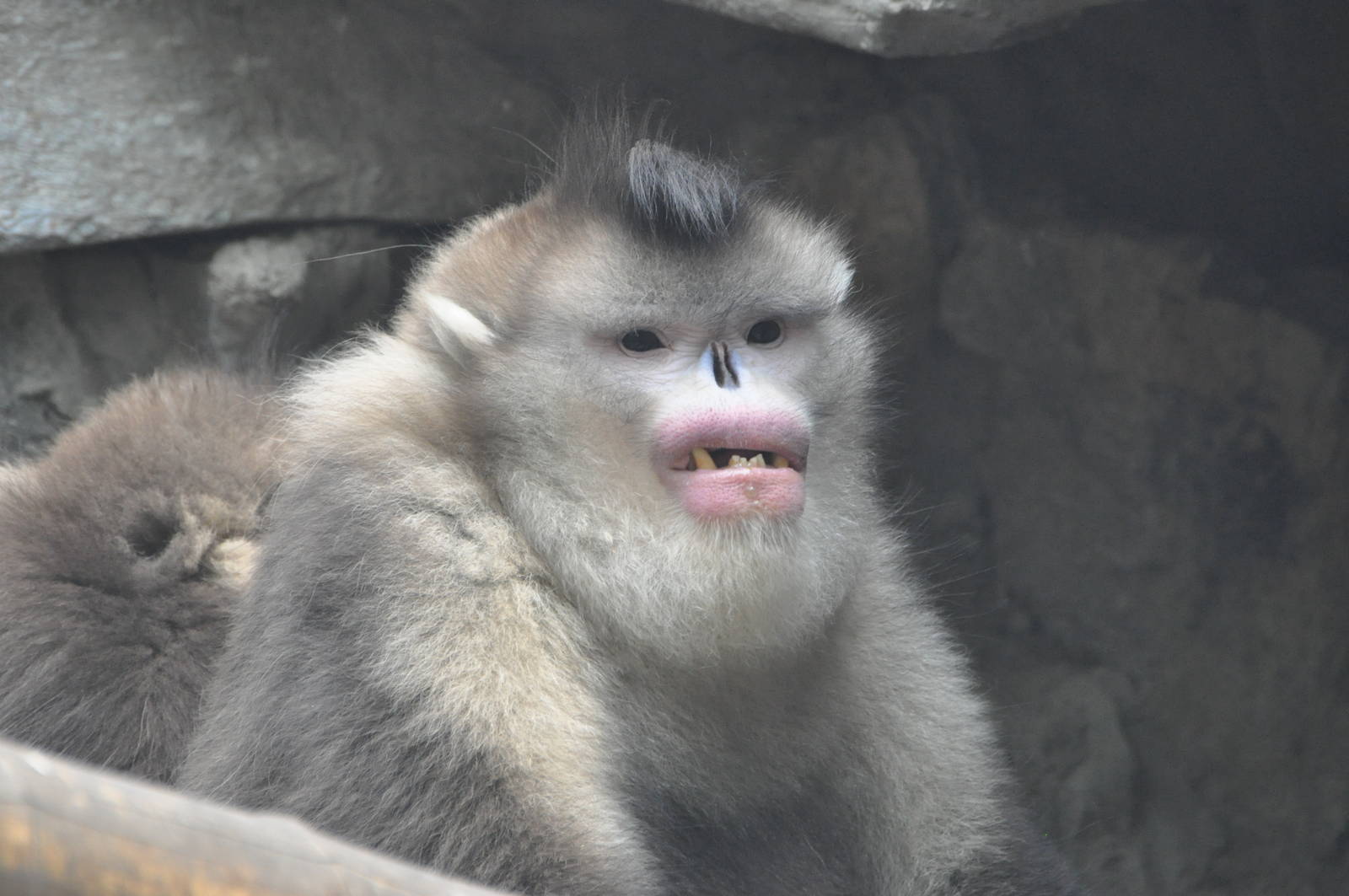 Black snub-nosed monkey / Rhinopithecus bieti