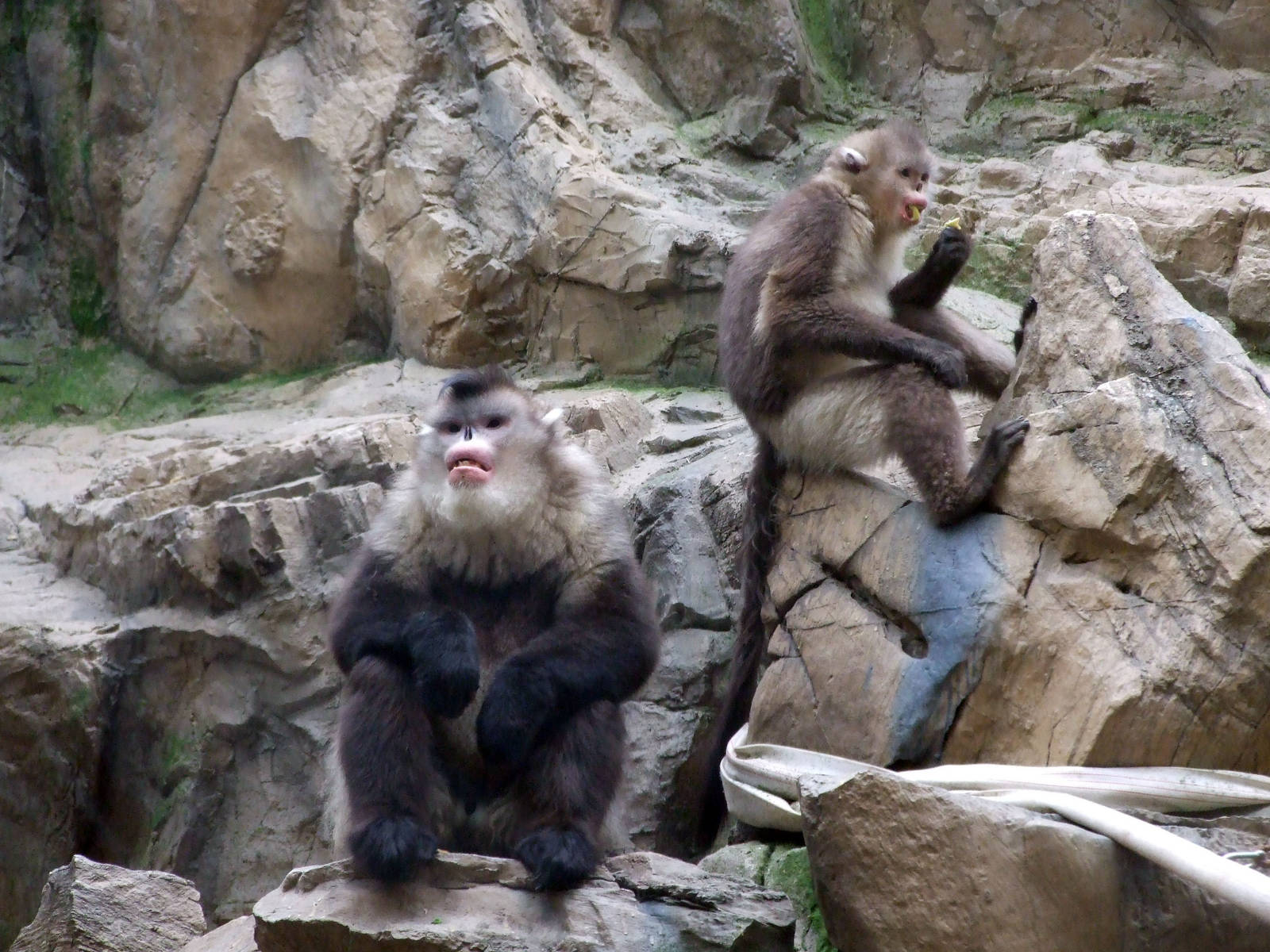 black snub-nosed monkey (Rhinopithecus bieti)