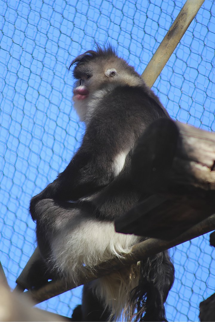 Black Snub-nosed Monkey (Rhinopithecus bieti)