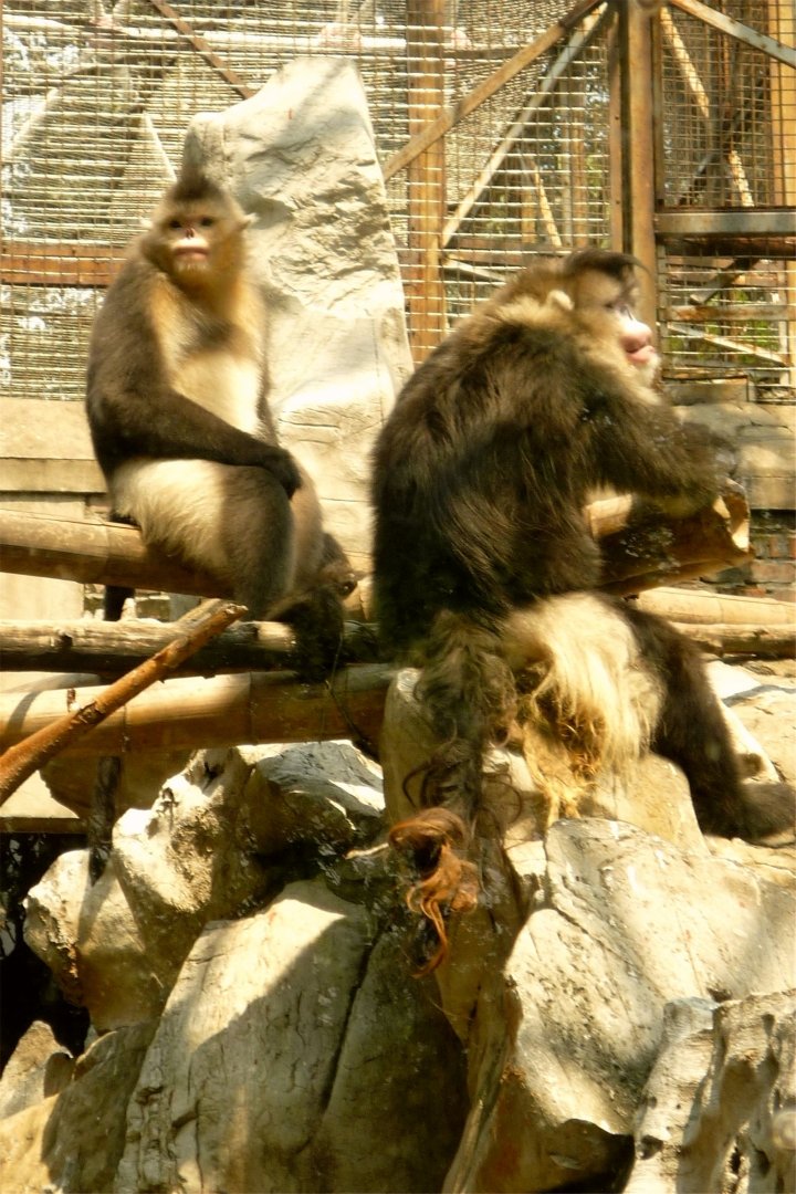 Black Snub-nosed Monkey (Rhinopithecus bieti)
