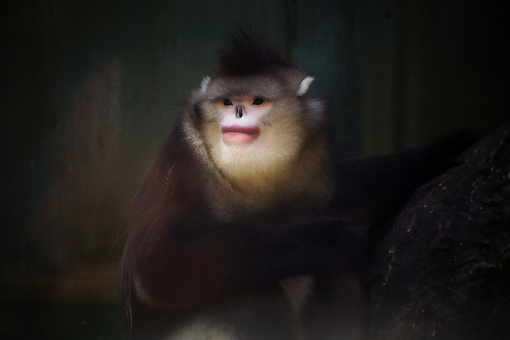 Black Snub-nosed Monkey (Rhinopithecus bieti)
