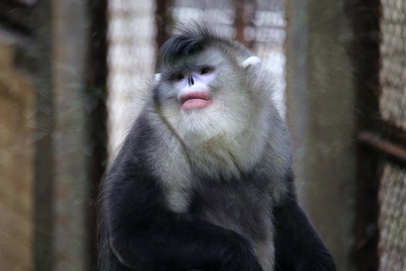 Black Snub-nosed Monkey (Rhinopithecus bieti)