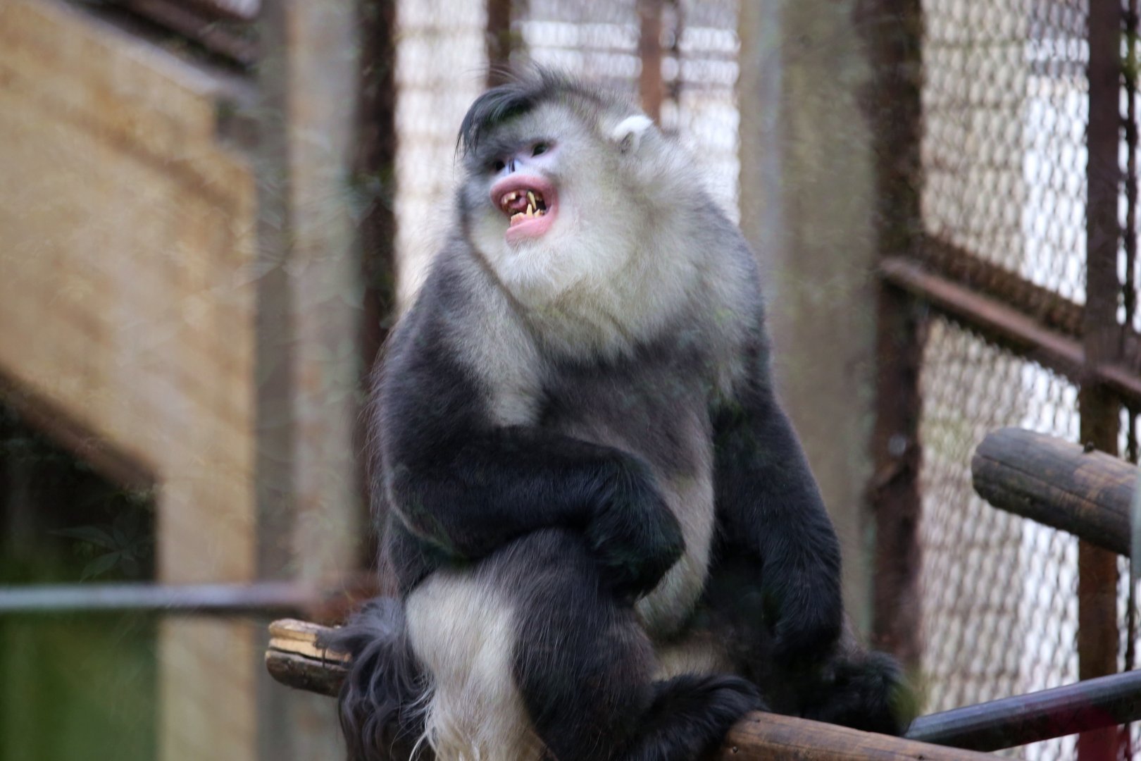 Black Snub-nosed Monkey (Rhinopithecus bieti)