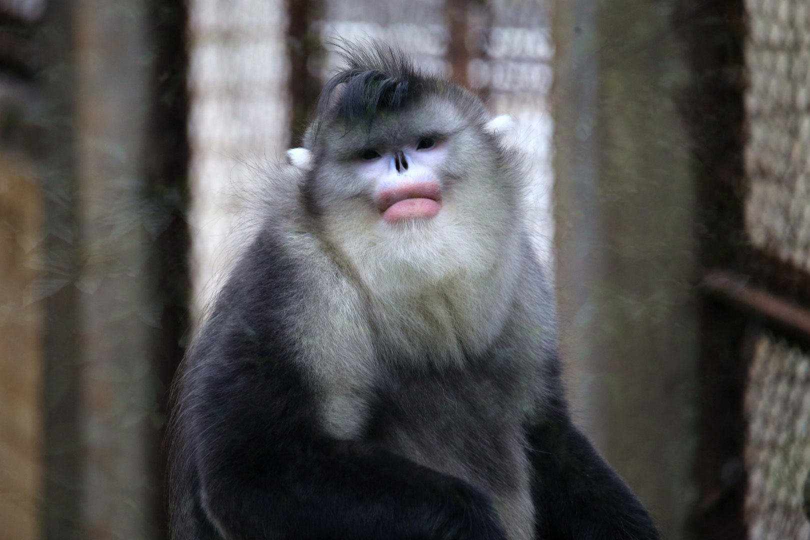 Black Snub-nosed Monkey (Rhinopithecus bieti)