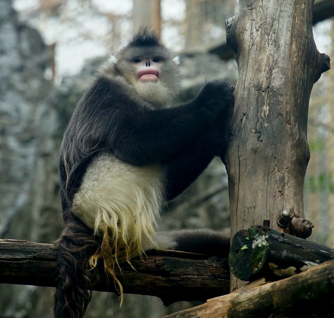 Black Snub-nosed Monkey