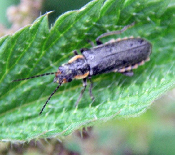 Black Soldier Beetle (Cantharis obscura)
