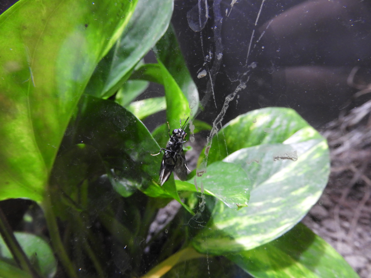 Black Soldier Fly (Hermetia illucens)