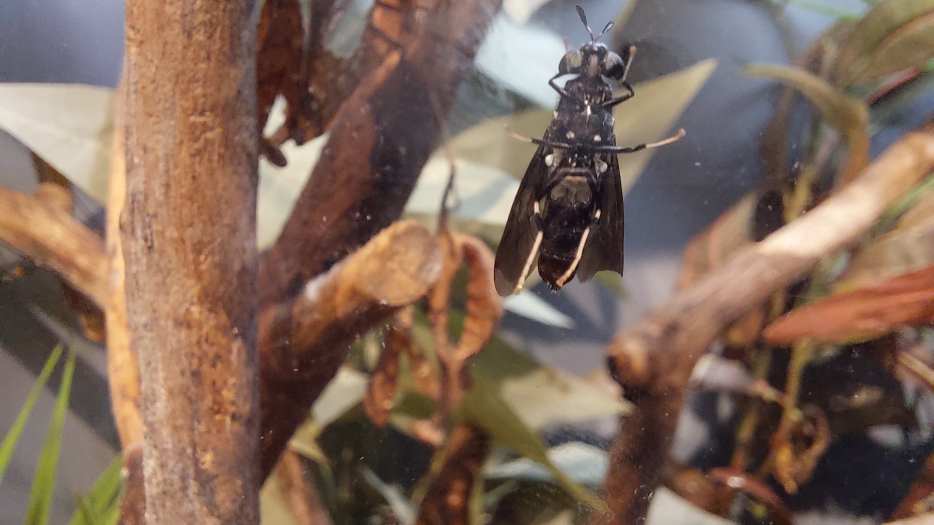 Black Soldier Fly (Hermetia illucens)