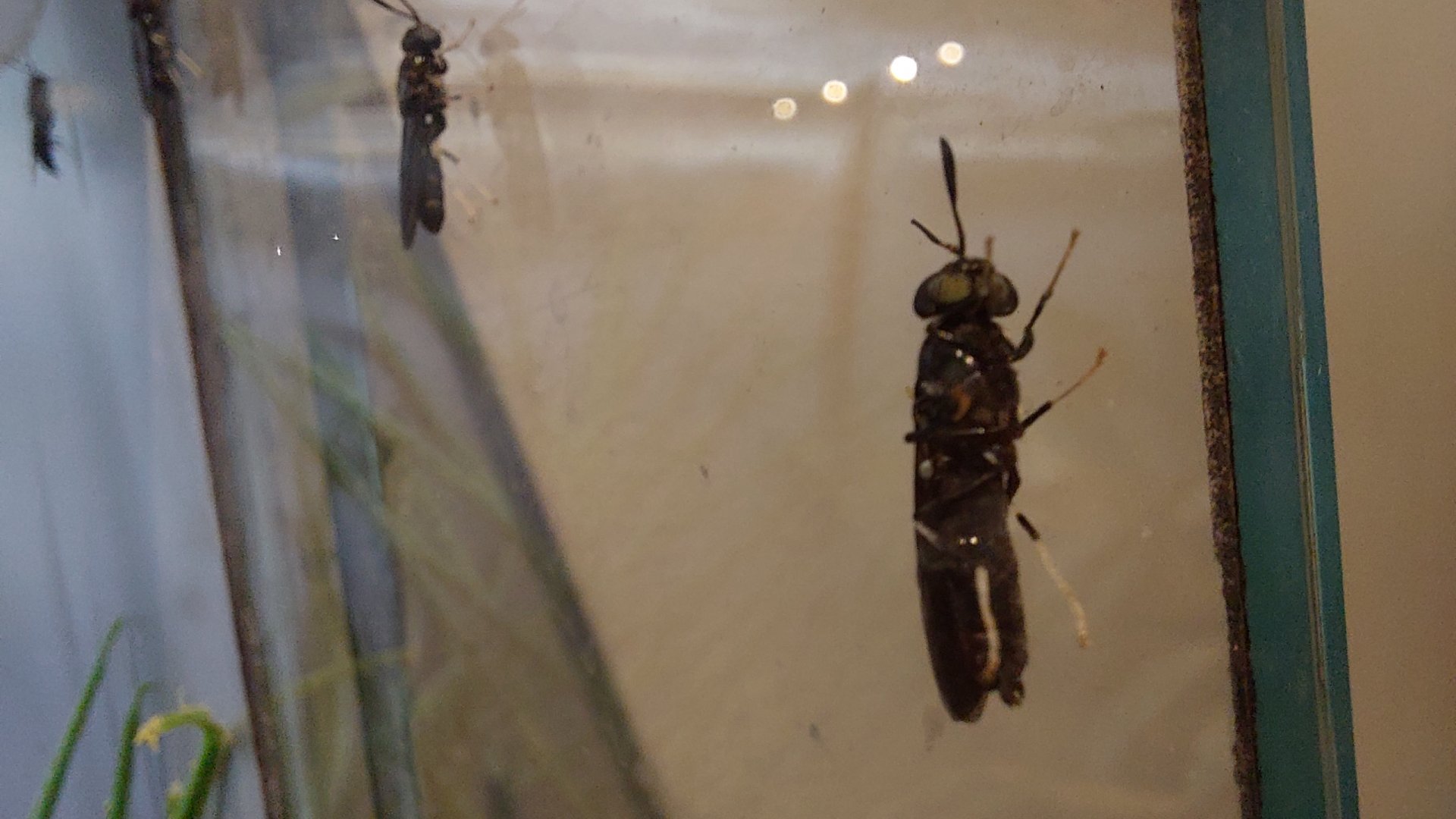 Black Soldier Fly (Hermetia illucens)