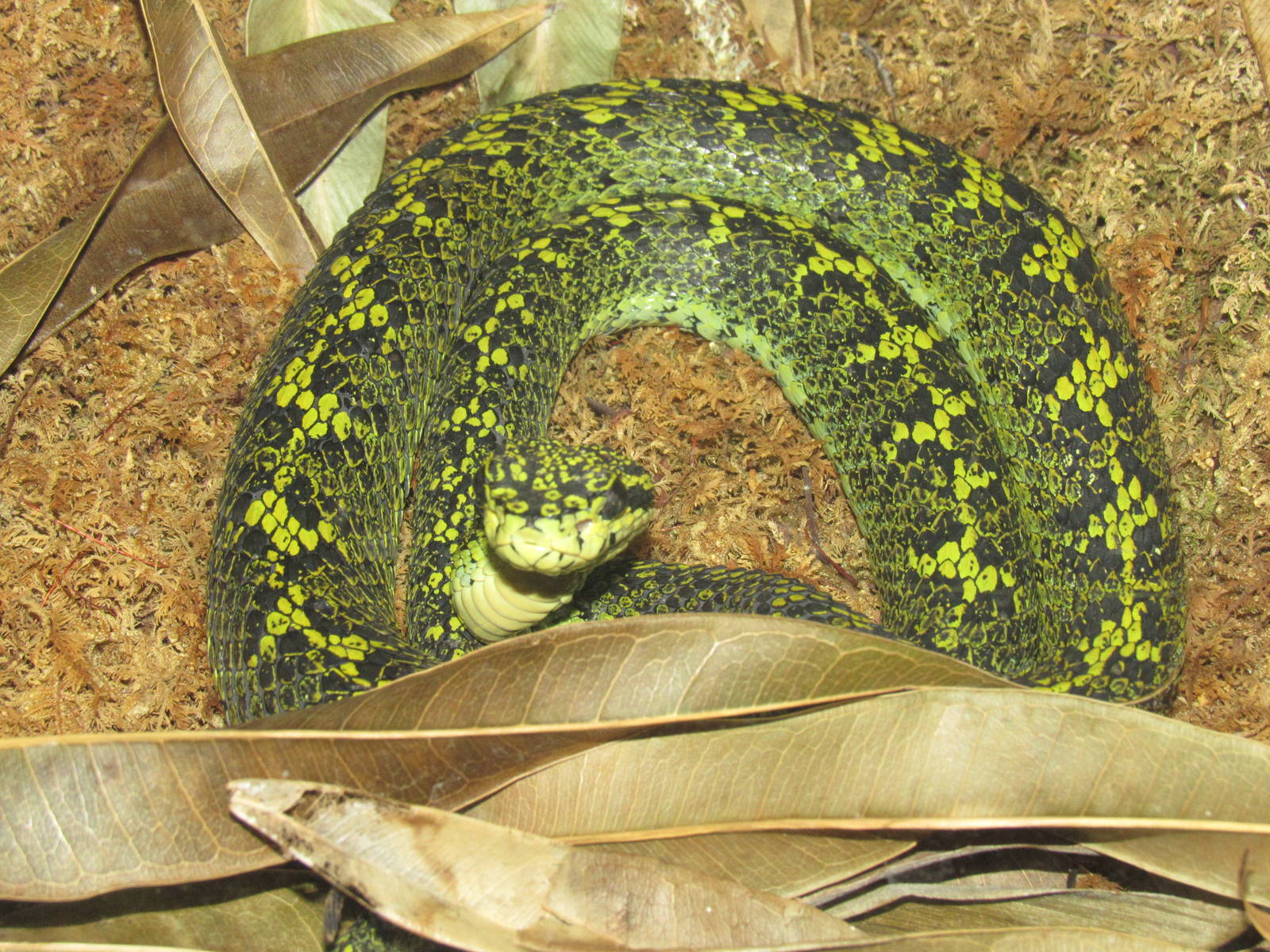 Black-Speckled Palm Viper