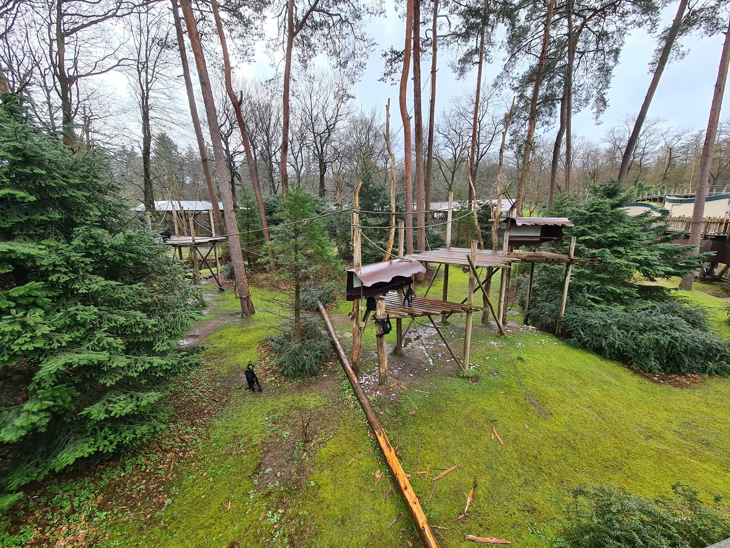 Black spider monkey and Capybara island