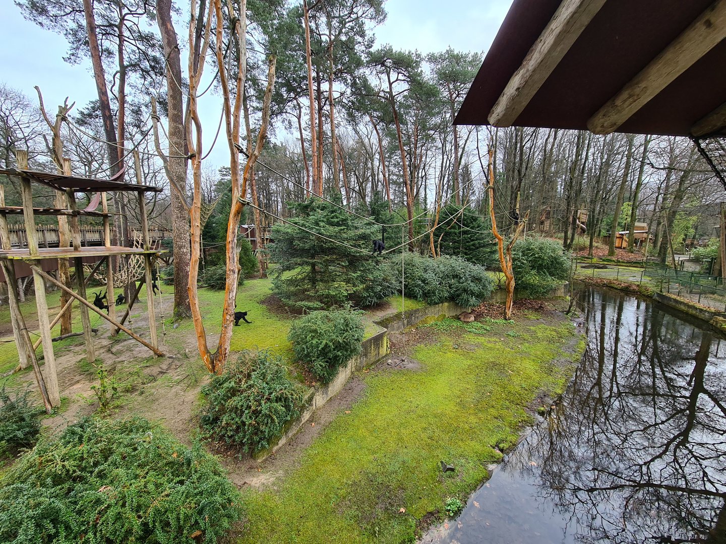 Black spider monkey and Capybara island