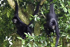 Black Spider Monkey - Ateles fusciceps - Melaka Zoo - 2009