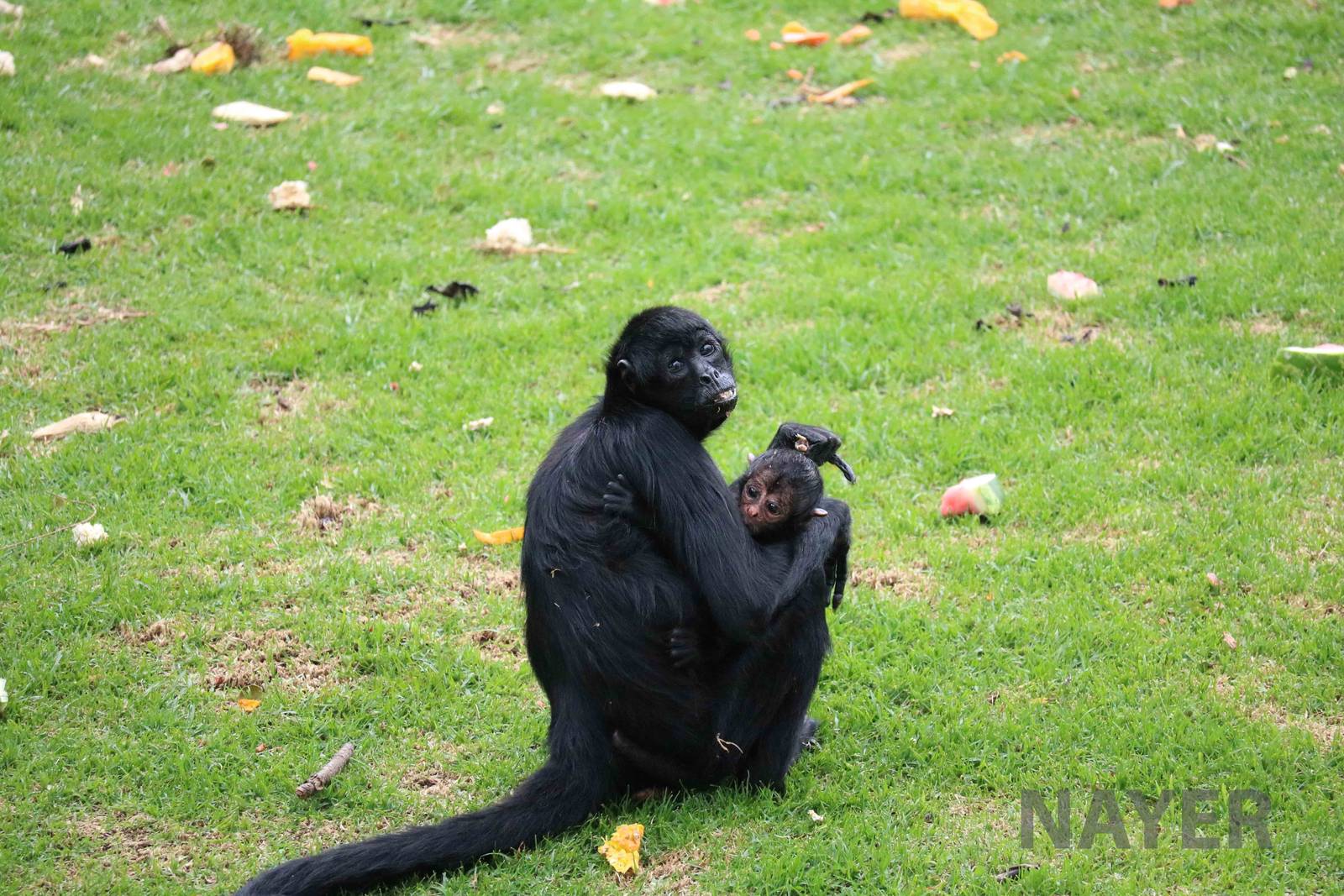 Black spider monkey + baby, March 2016