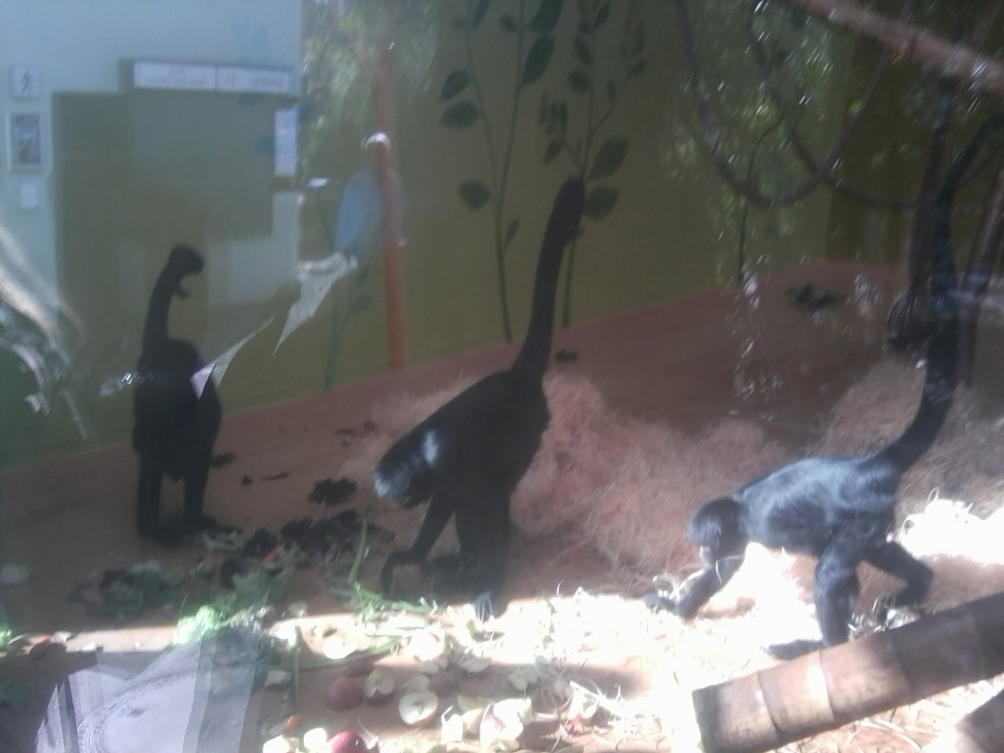 Black Spider Monkey Bachelor Group