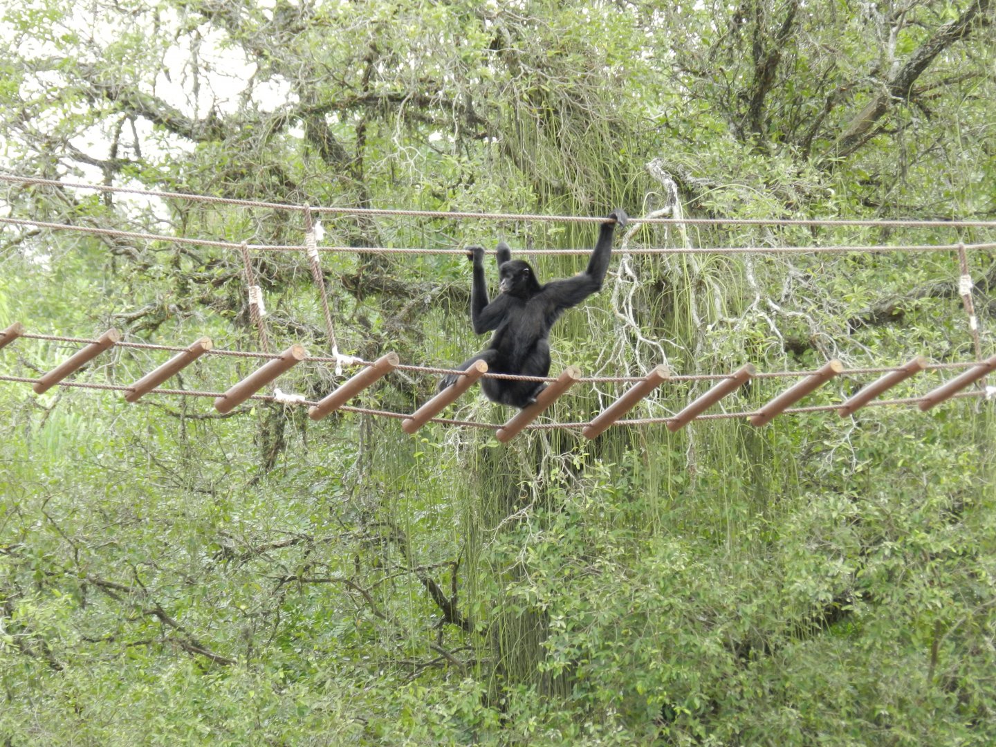 Black spider monkey - BioParque do Rio