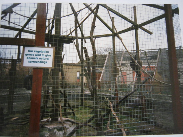 Black-Spider Monkey cage 1998.