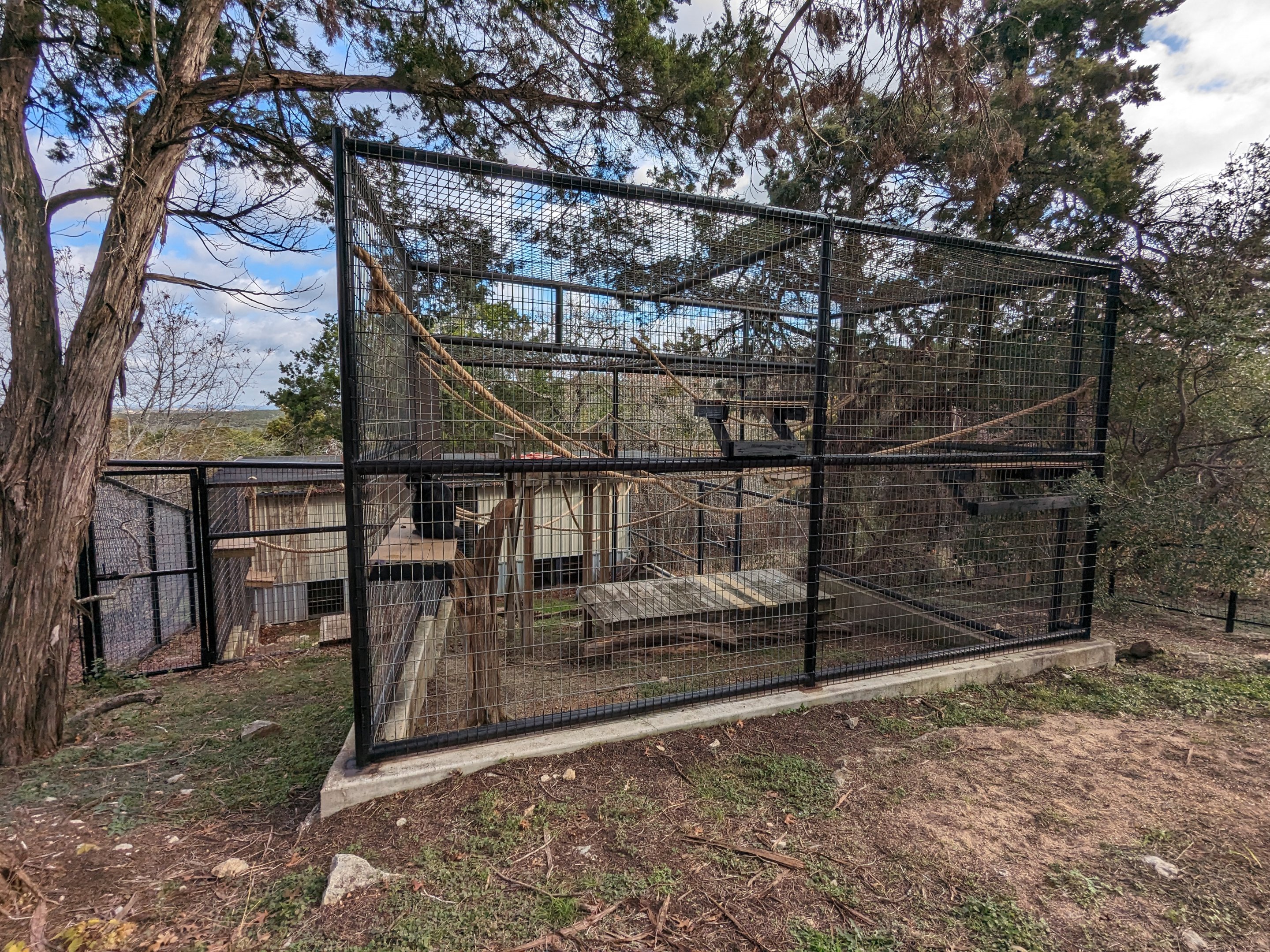 Black spider monkey cage