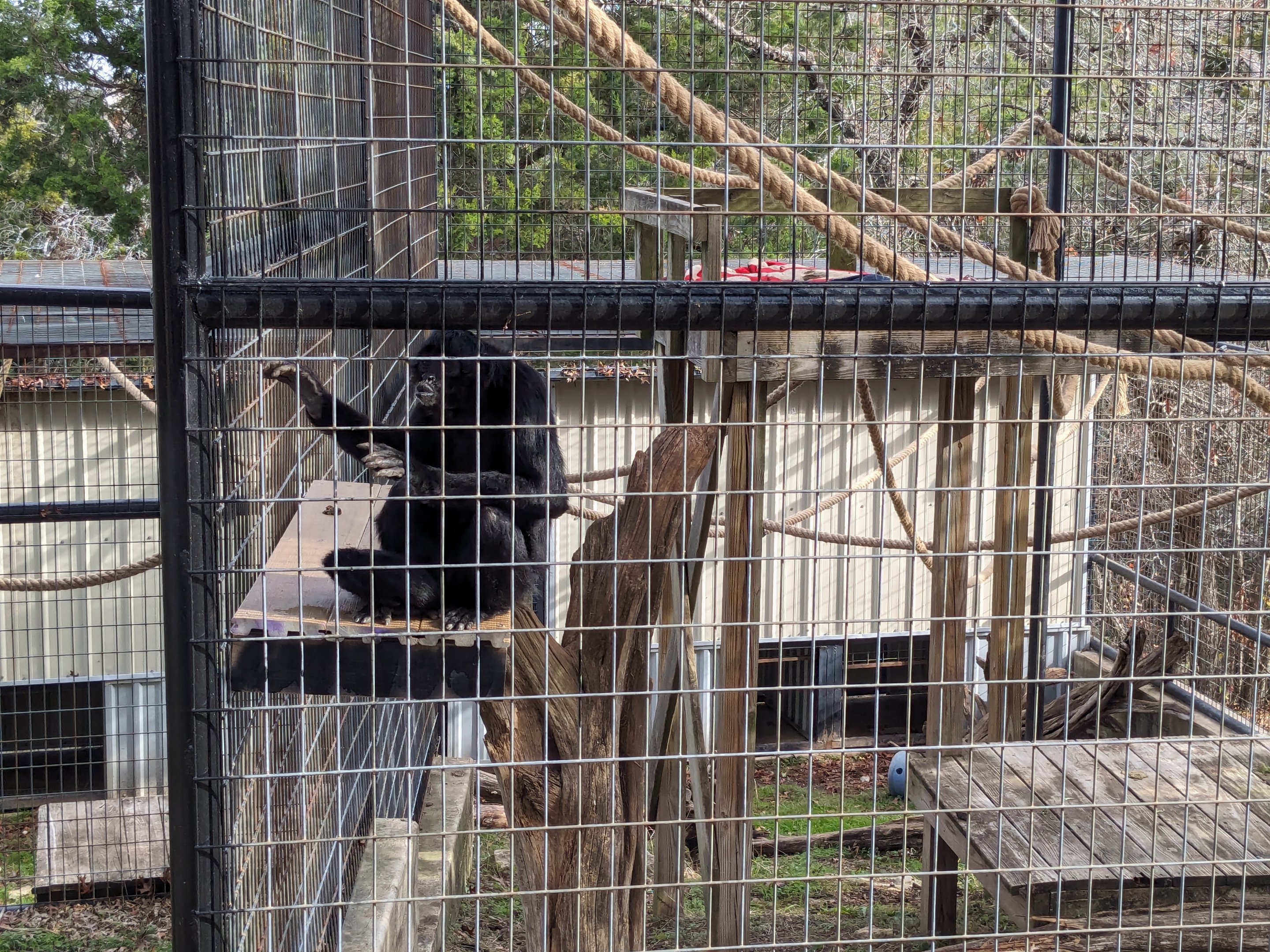 Black spider monkey cage